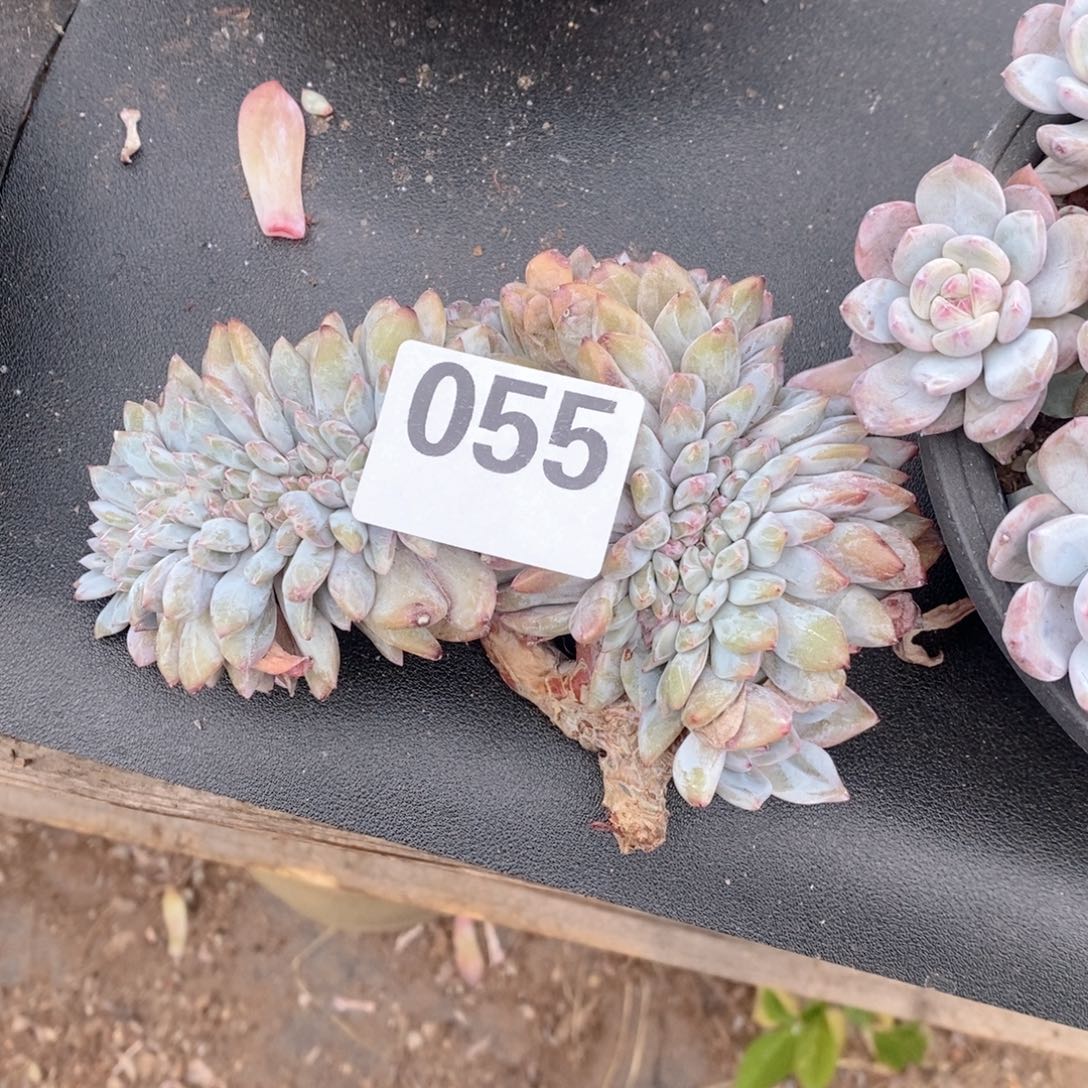 张***子55石榴籽缀哇哇哇