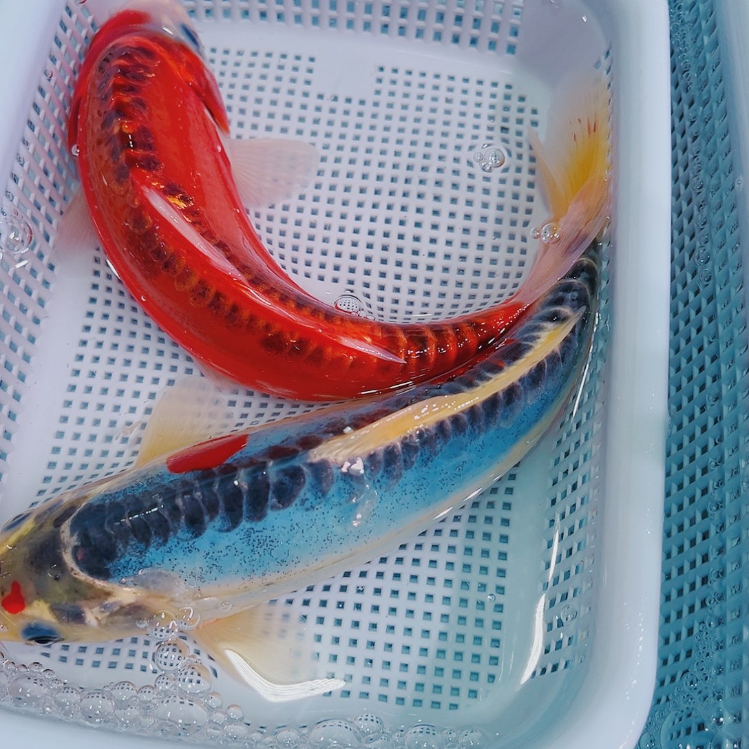 锦鲤锦鲤冷水鱼观赏604
