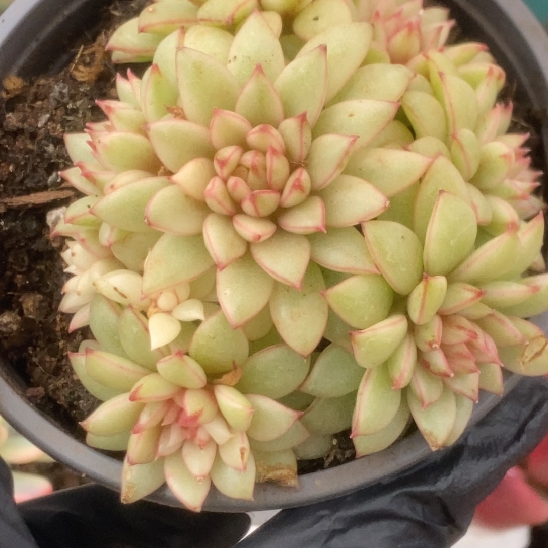 742黄金雨锦锦锦锦锦锦锦