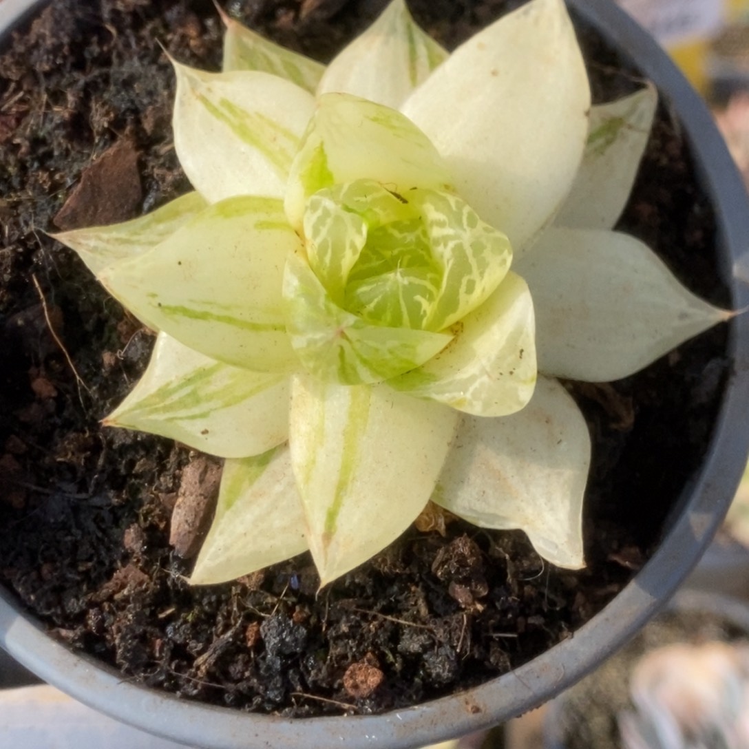 367金之华锦锦锦锦锦锦