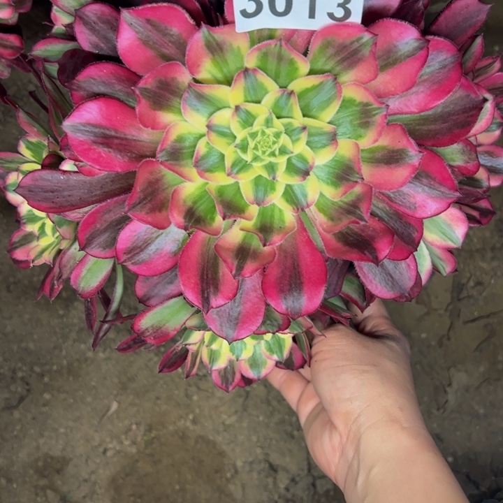 3013天和多肉植物