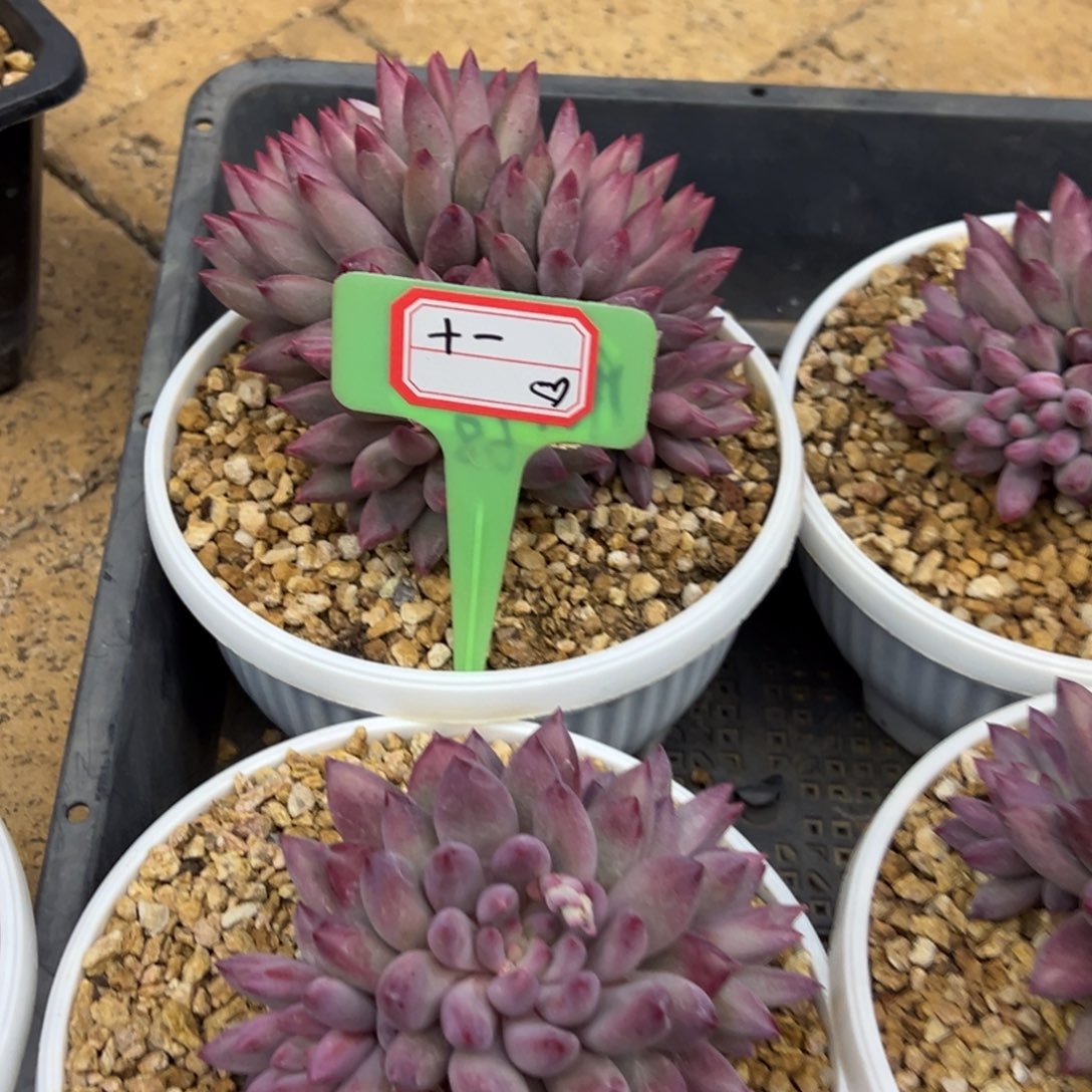 十****我也是刚回来一趟，十一70