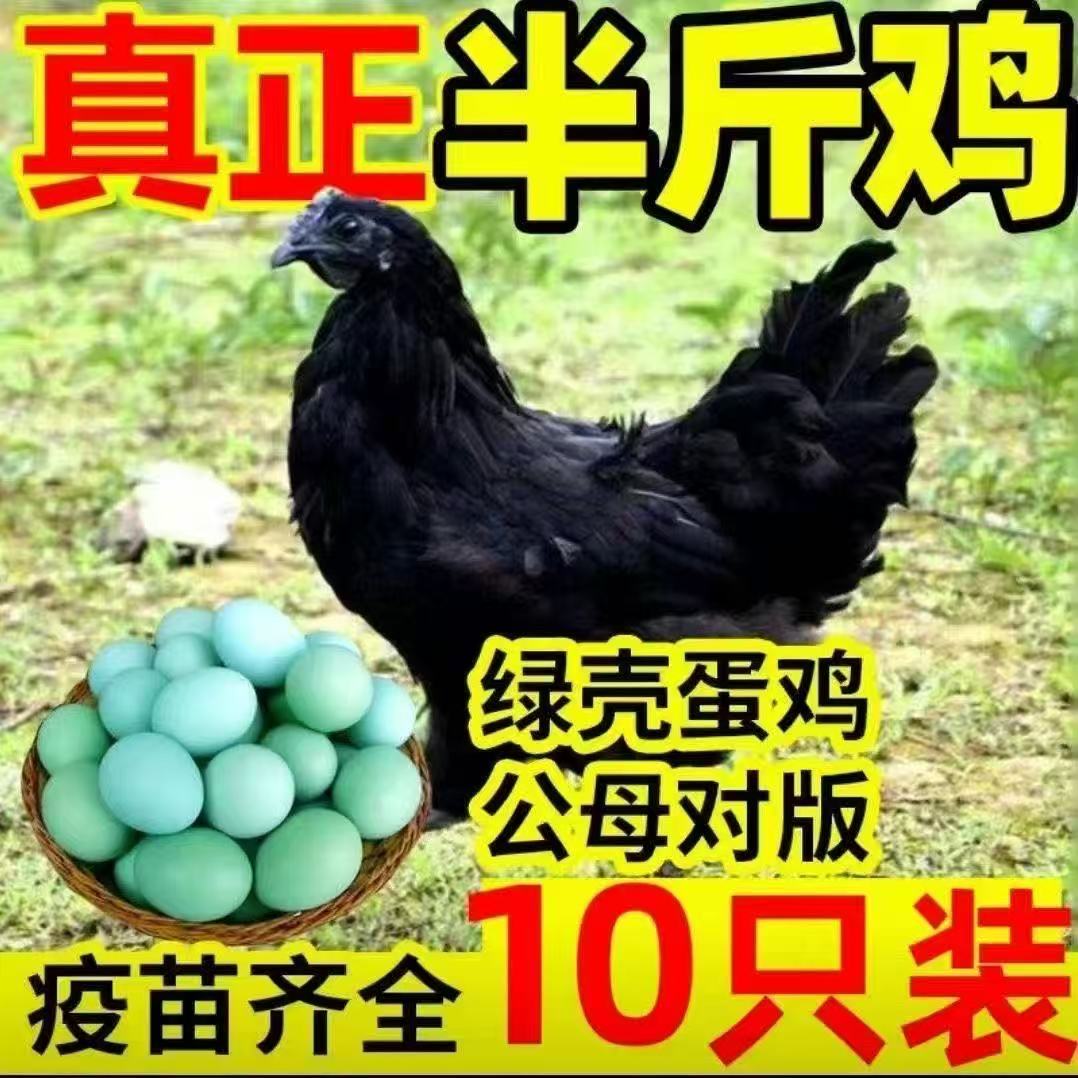 宠物鸡散养五黑鸡