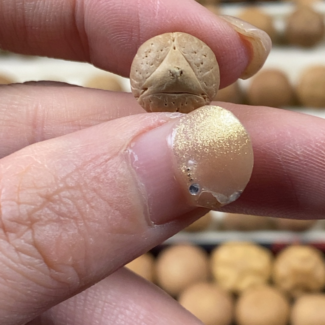 吊坠凤眼菩提龙眼实心11.5