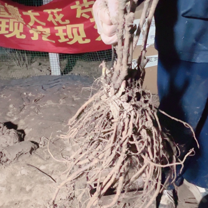 当前无花栽培后可以开花魏紫