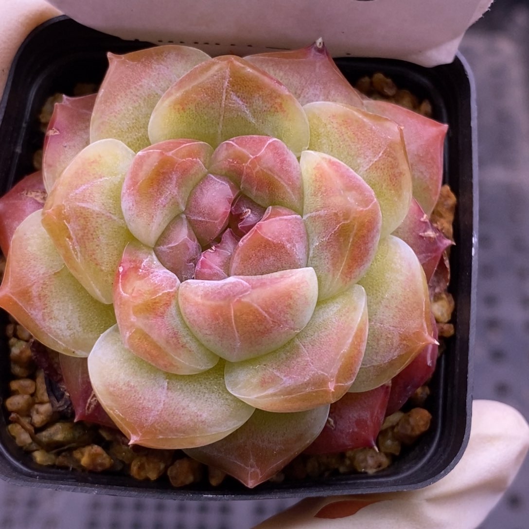 【闪购商品】08-133