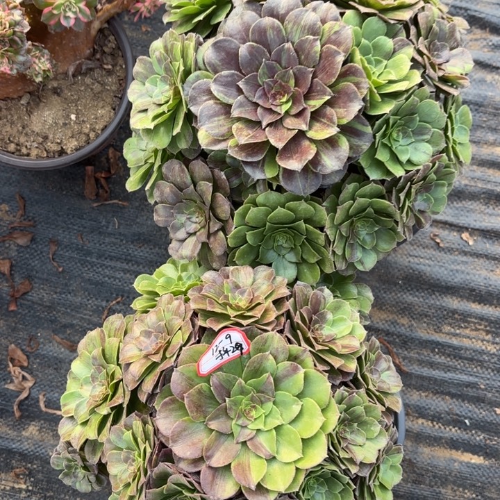 青***在两颗花月夜歪不包损29