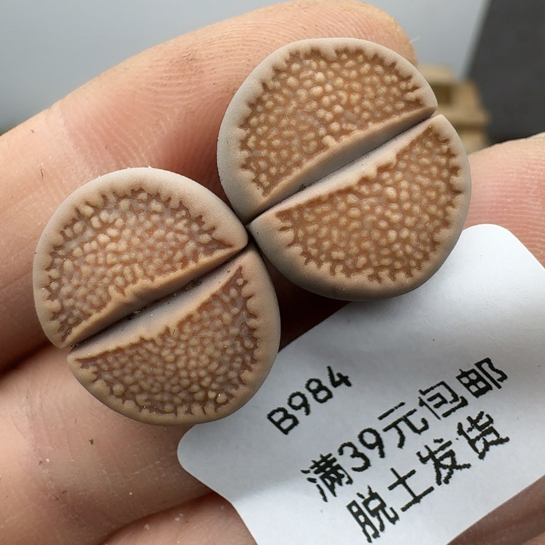 984多肉哈哈哈哈哈哈哈哈