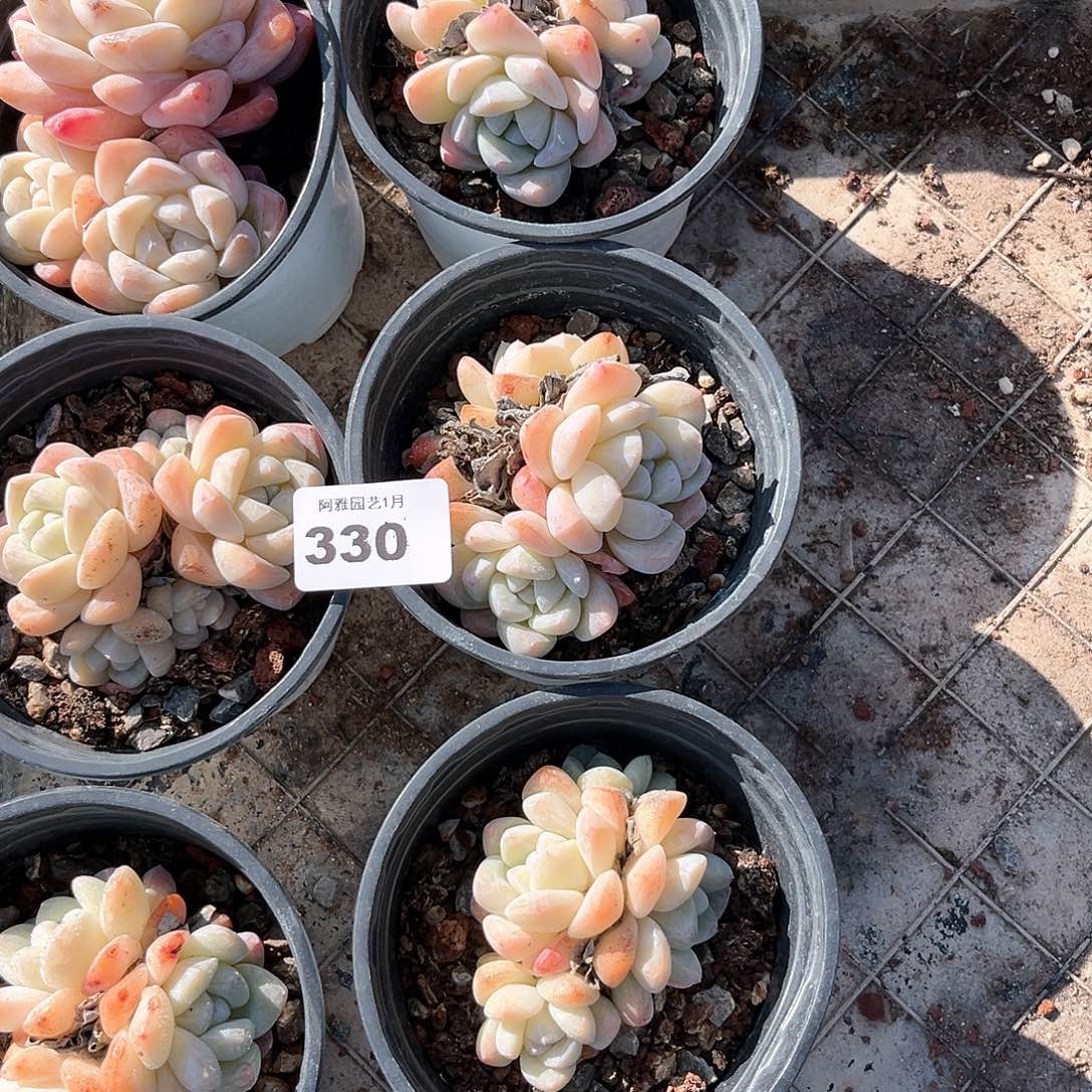 阿雅园艺。              330