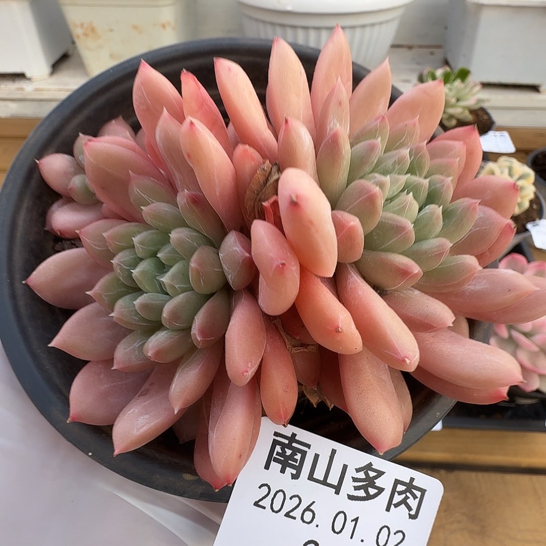 百搭翡翠1111102-24