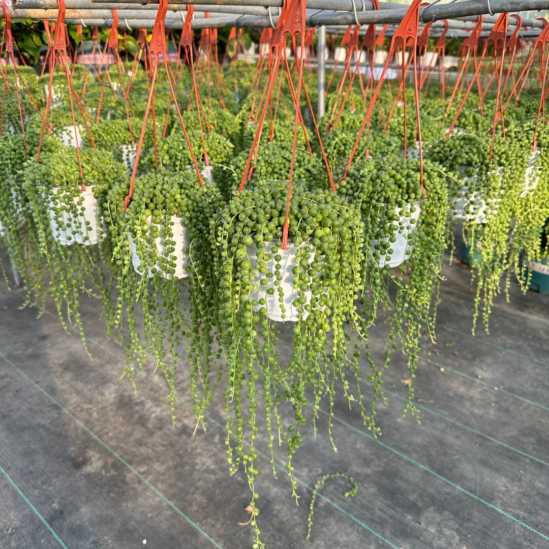 小盆佛珠珍珠吊兰120规格 多年生垂吊植物 带盆带土发货多肉