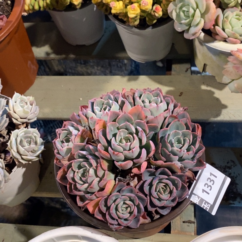 【闪购商品】雨滴1331