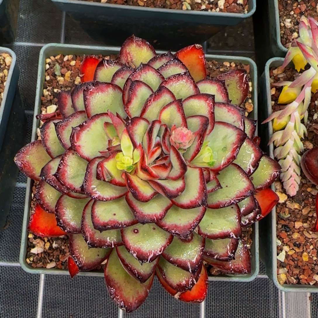 从前慢花园精选多肉肉酱玫瑰单头