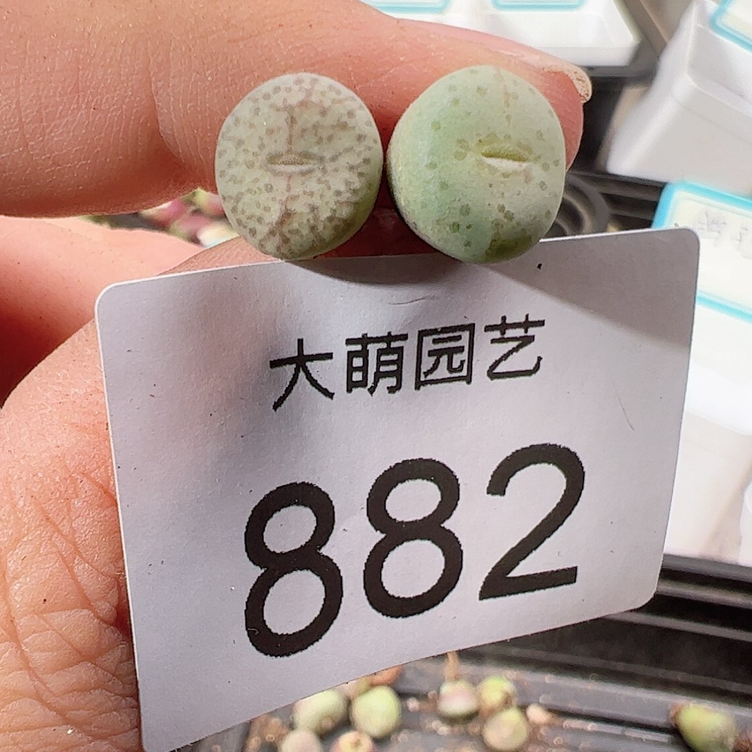 0000882一物一拍……