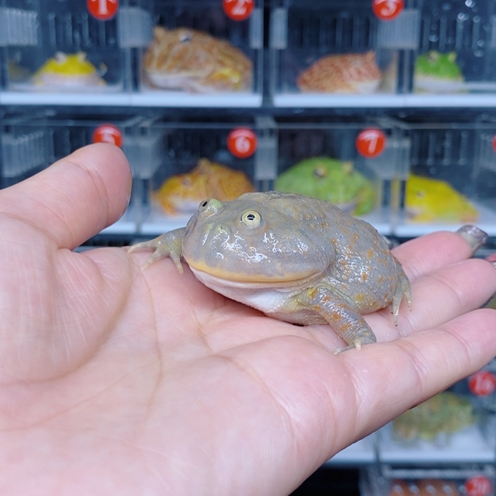 角蛙恭喜发财大吉大利