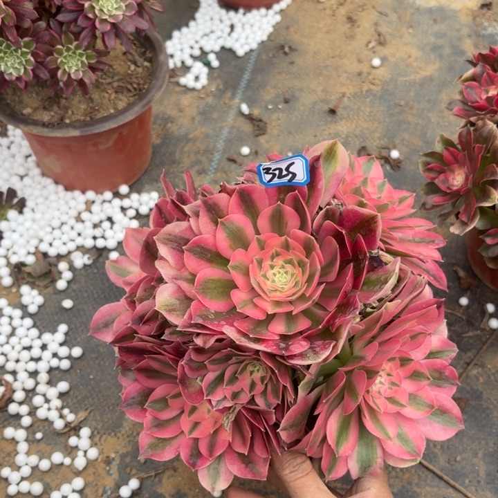 一物一拍多肉粉女巫325