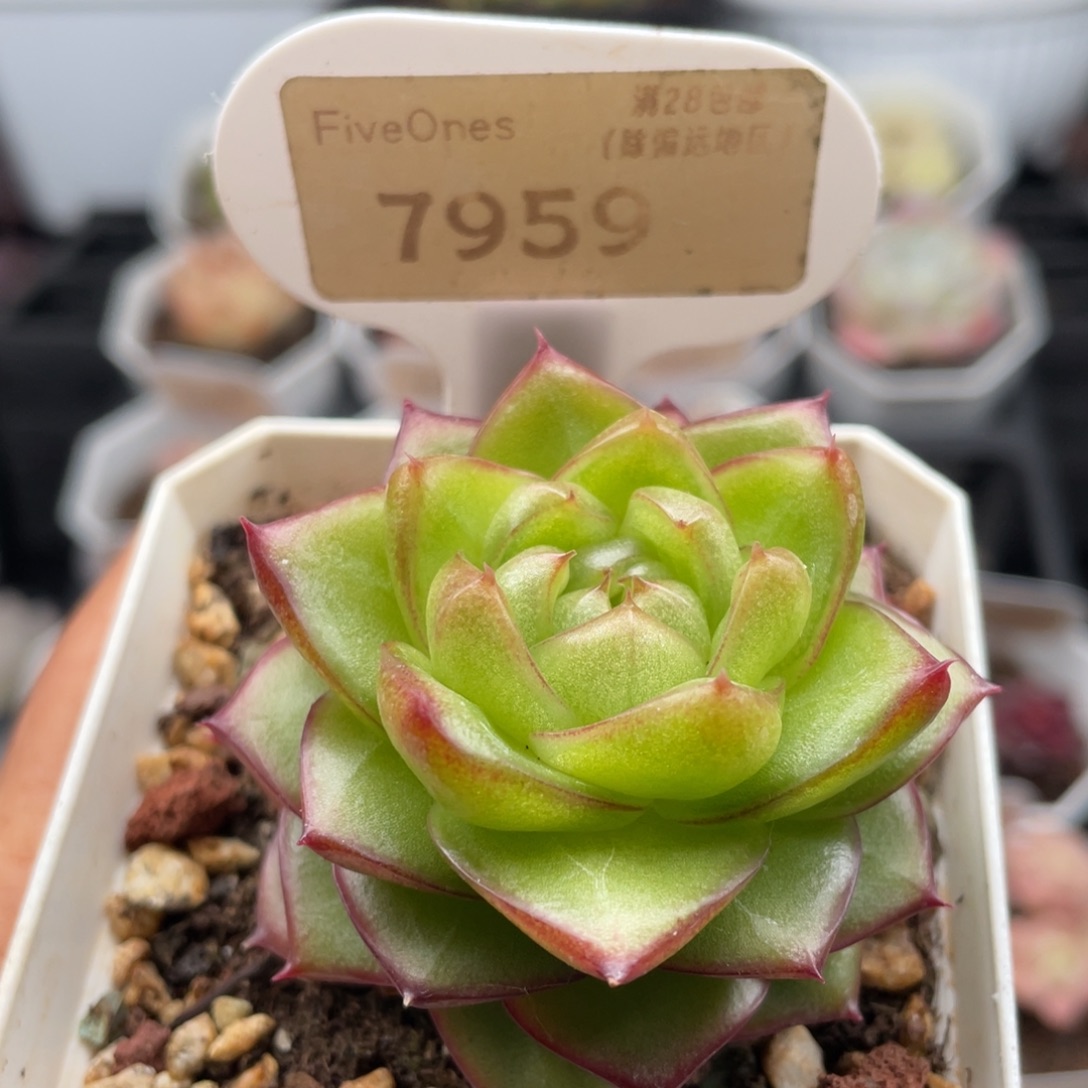 冰果珍妮7959-5.5厘米