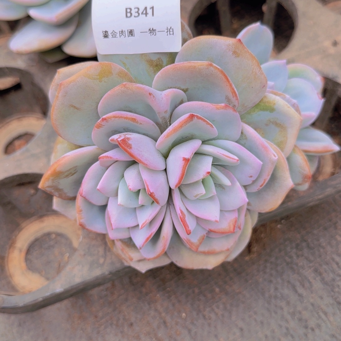 咖***️B341奶茶双心    