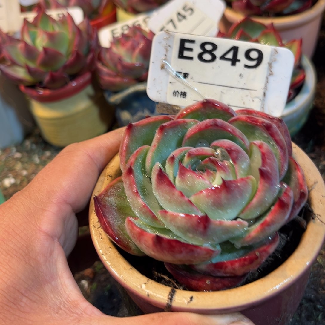 惊鸿一瞥849号多肉