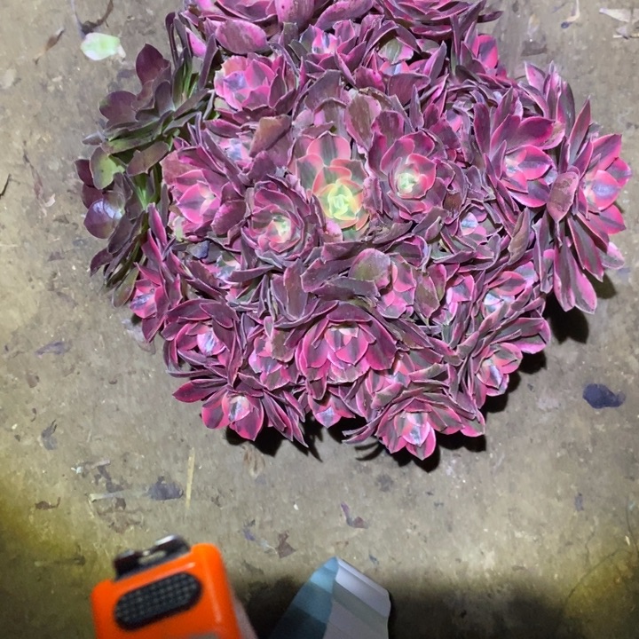 女妖32多肉植物法师法师