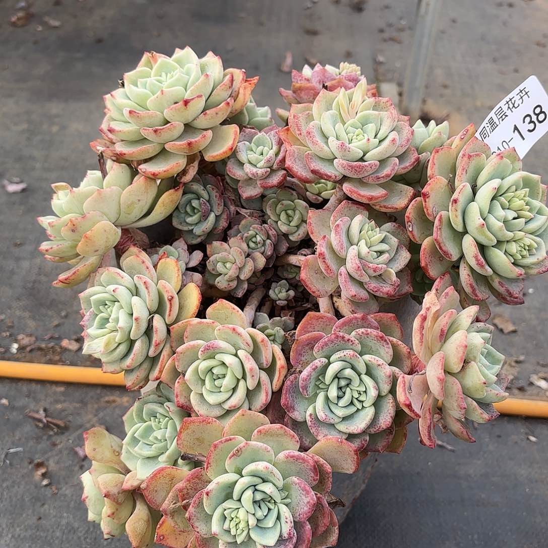 同温层多肉千山雪138