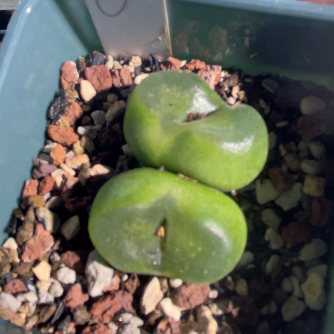 水晶鞋植物一物一拍