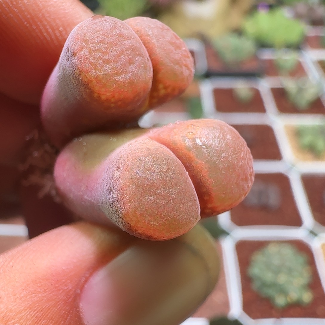 哈哈哈哈哈哈哈哈952