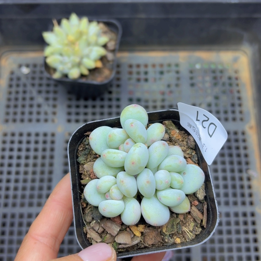 三日月杂罗宾一颗带盆发