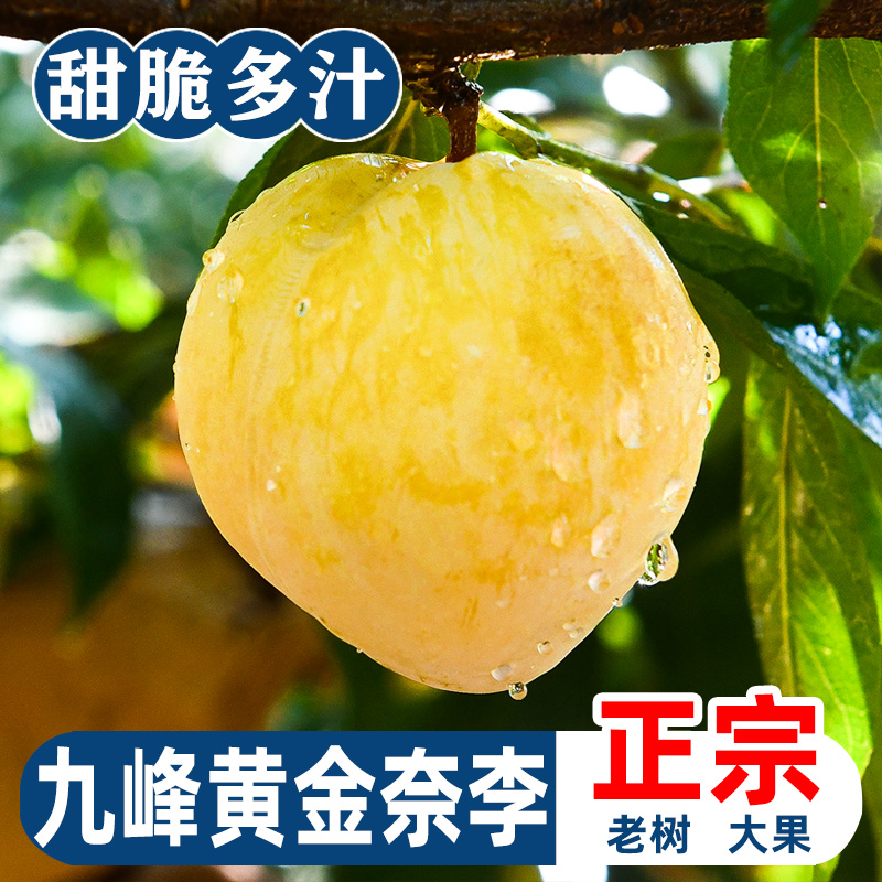 {顺丰包邮}正宗九峰黄金奈李广东韶关乐昌新鲜现摘现发当应季水果