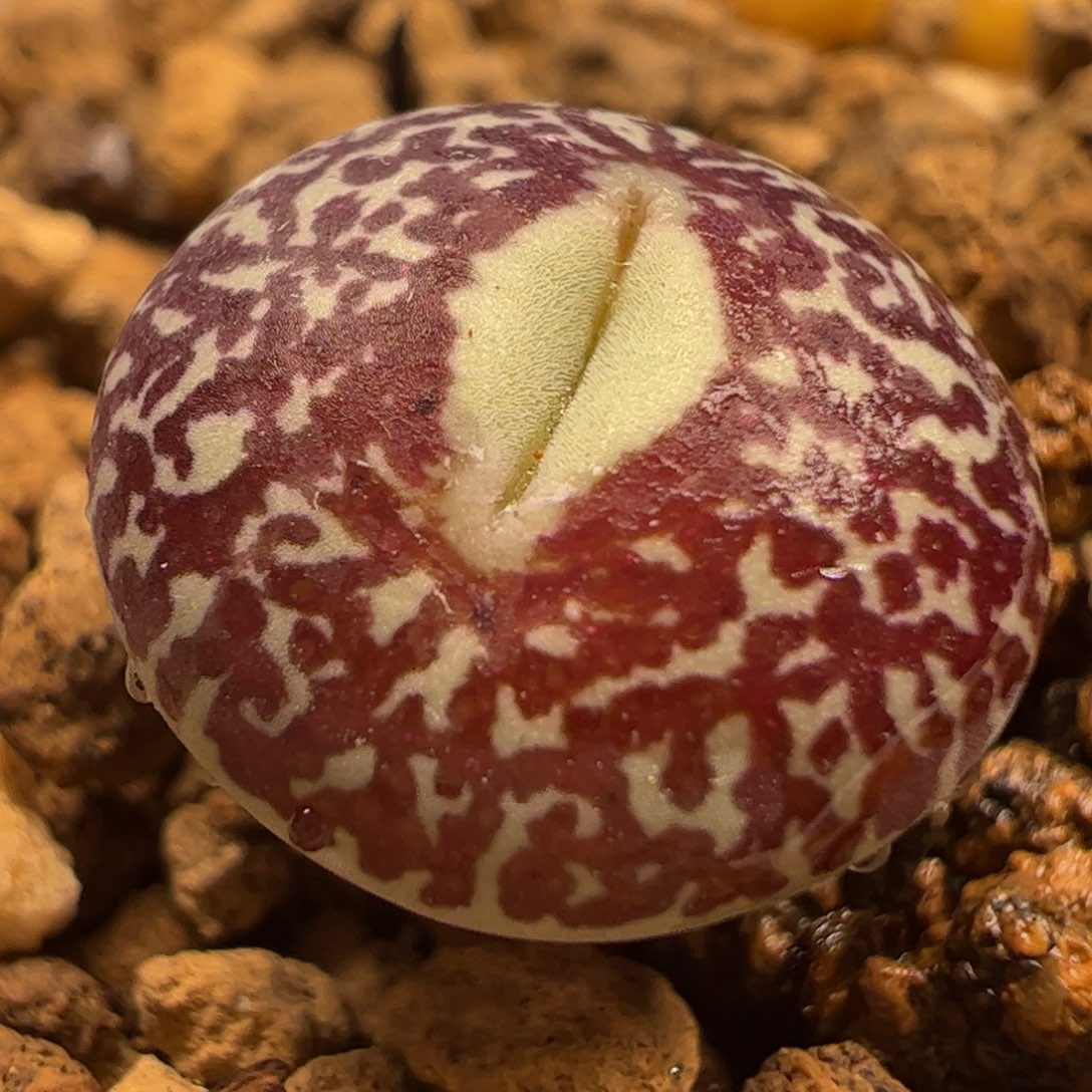 绿嘴黑脸钻石拆株带盆