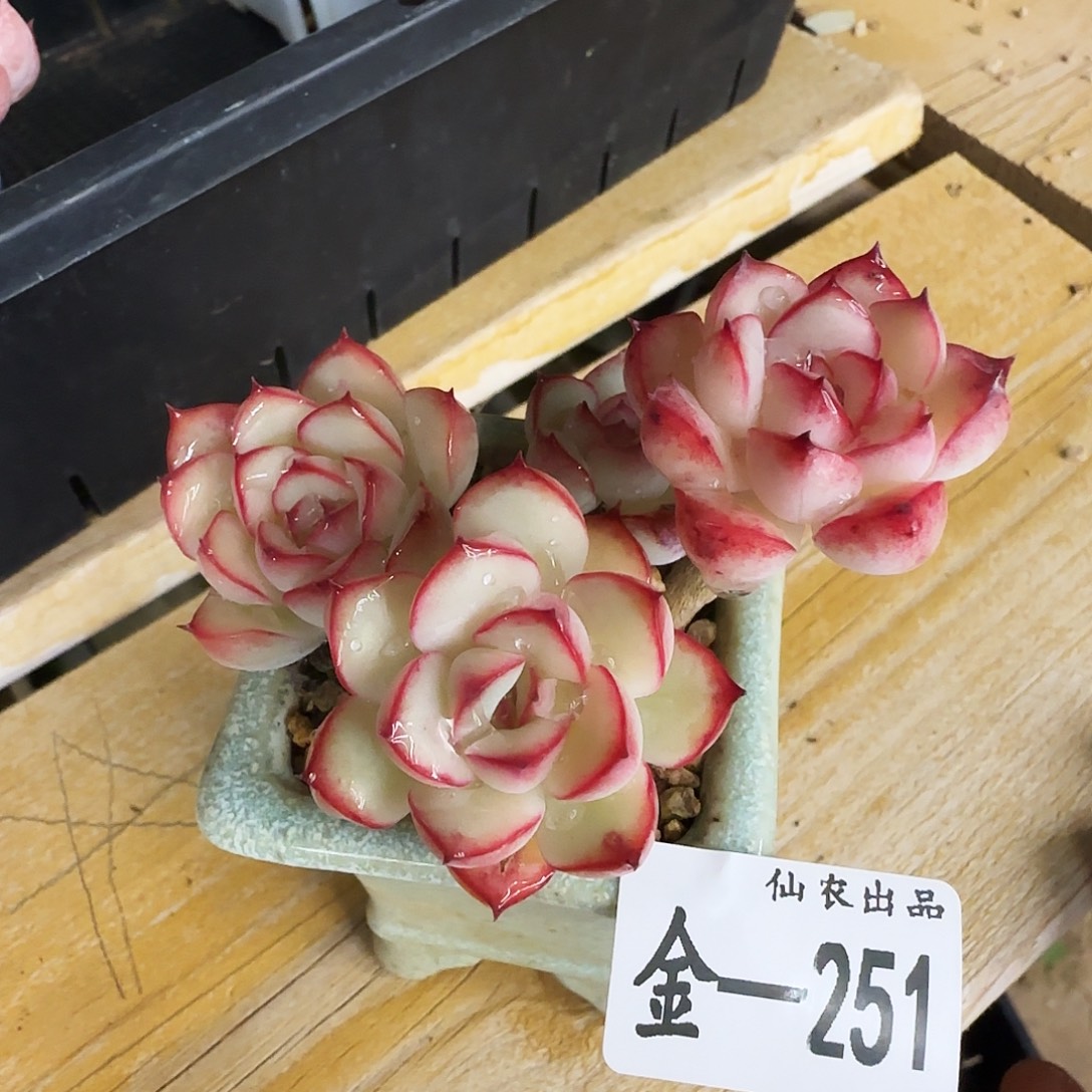 哆***梦荷花，，251，仙农出品