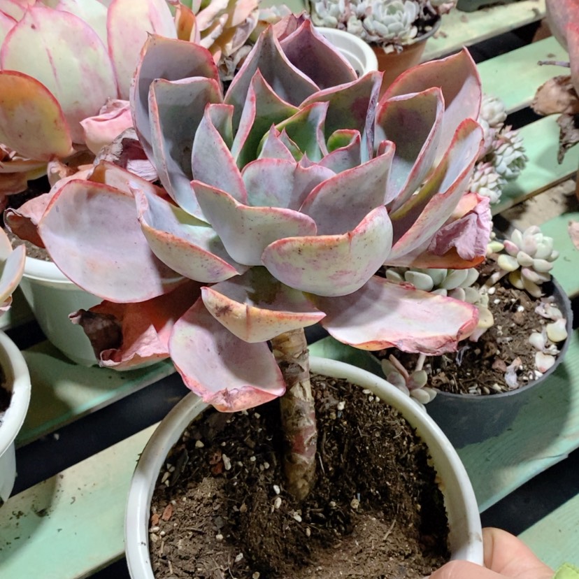 【闪购商品】肯尼迪16131