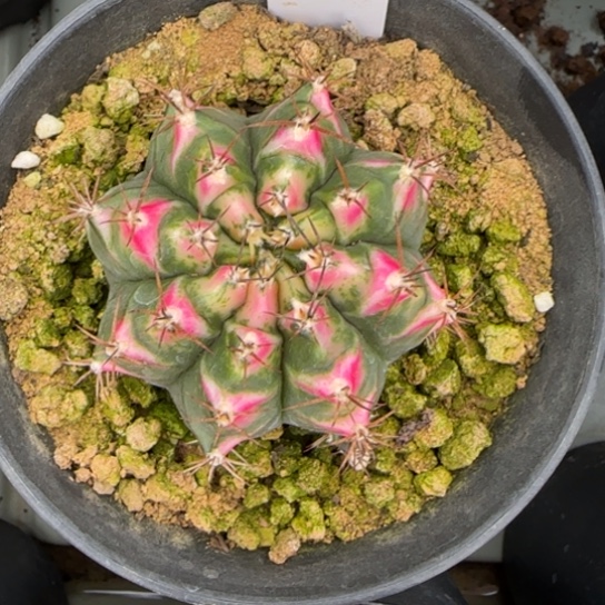 130-0222静海脱土发多肉