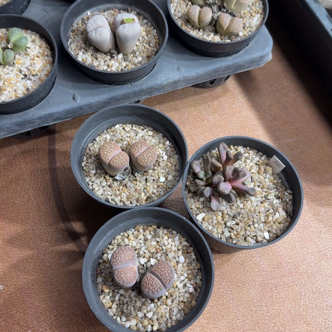 鲸***喜1225-011生石花花花