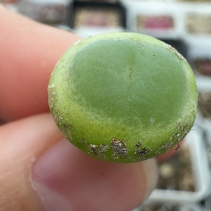 老马生石花拉登227