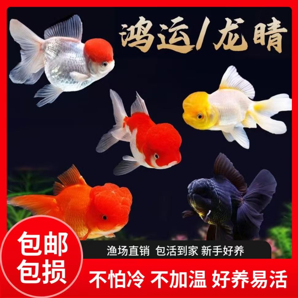 【福利】精品活鱼鹤顶红狮子头观赏鱼好养耐活淡水鱼小型鱼冷水国粹