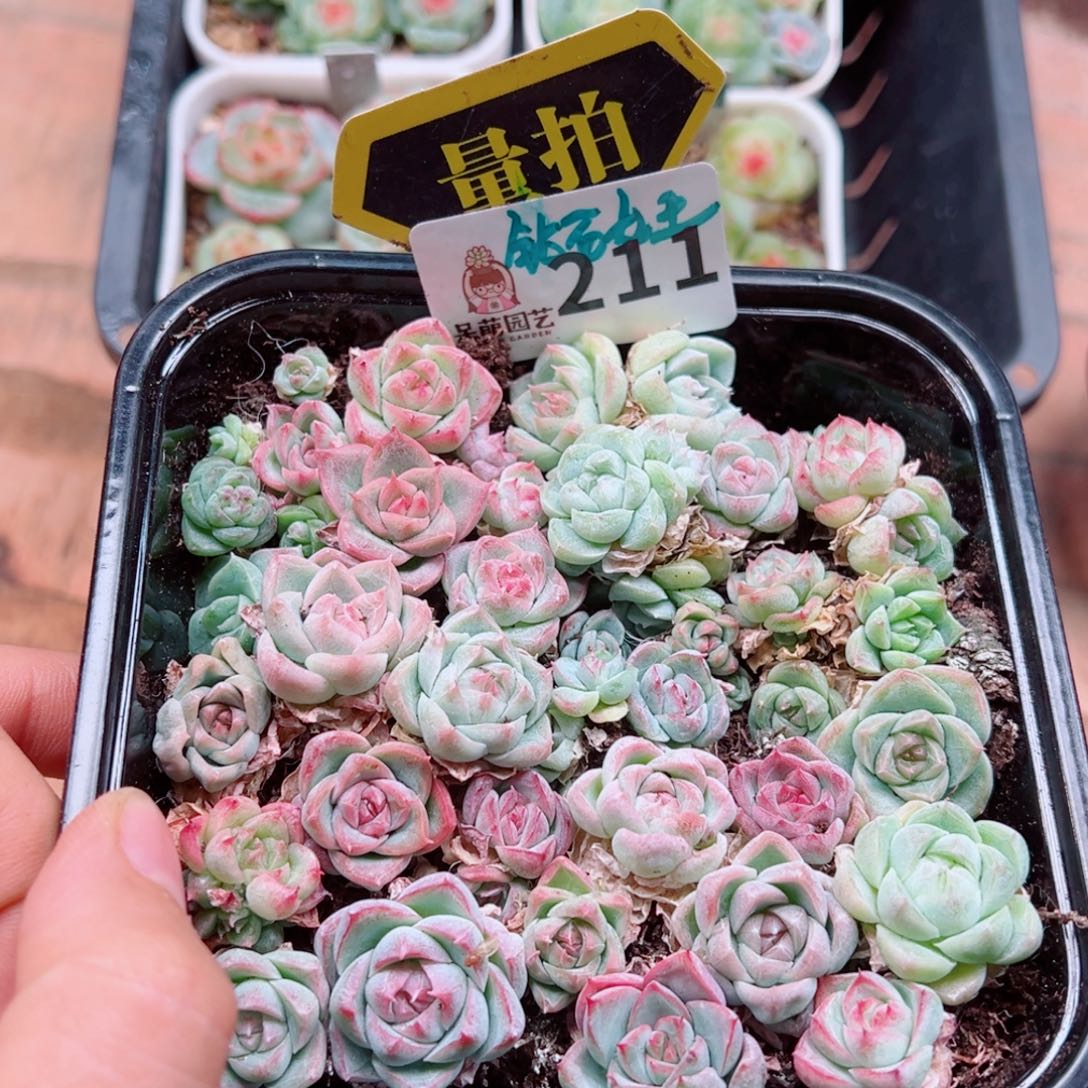 多肉植物多肉植物多肉