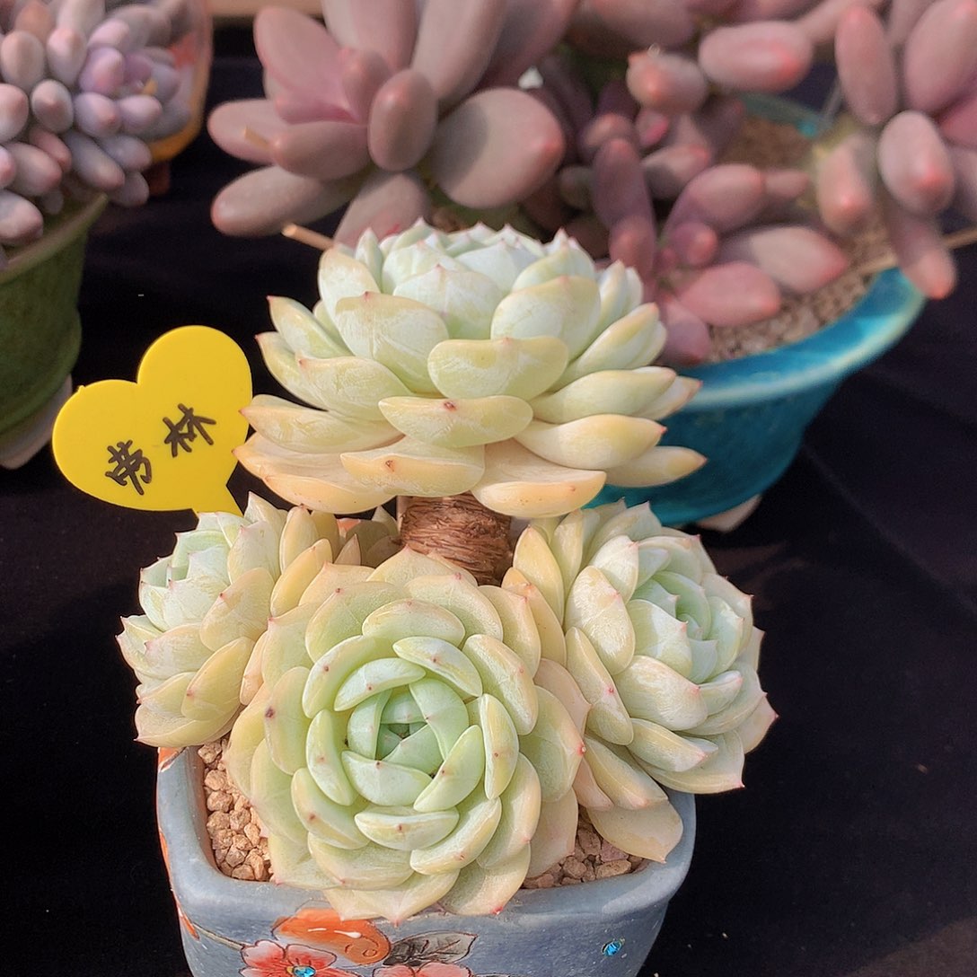 劳宁多肉一物一拍