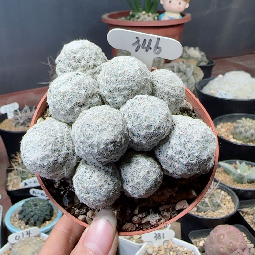 346自根萝卜根姬春星多肉