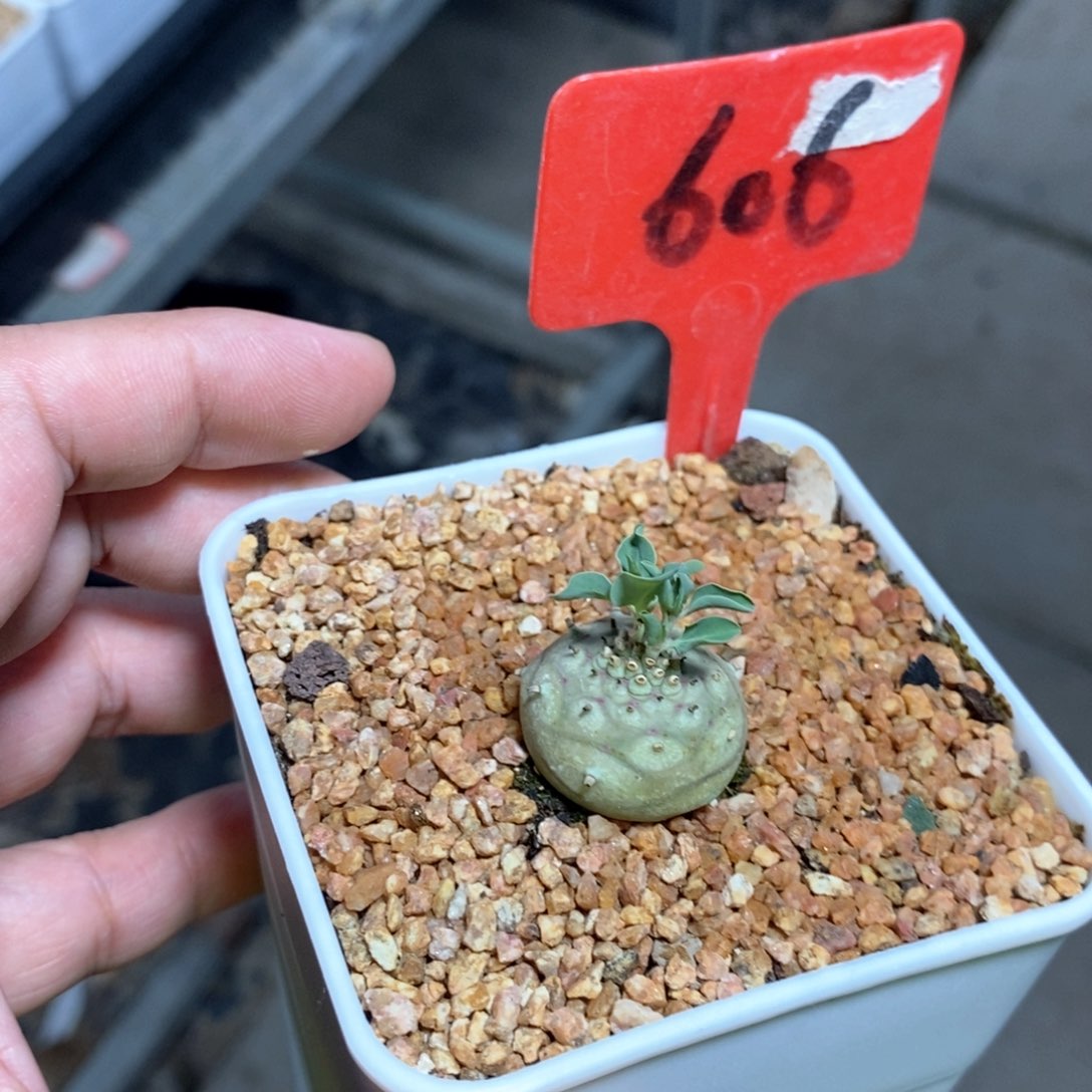 羊玉大戟多肉植物