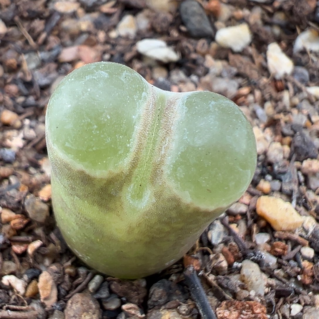 1.19好看的多肉744