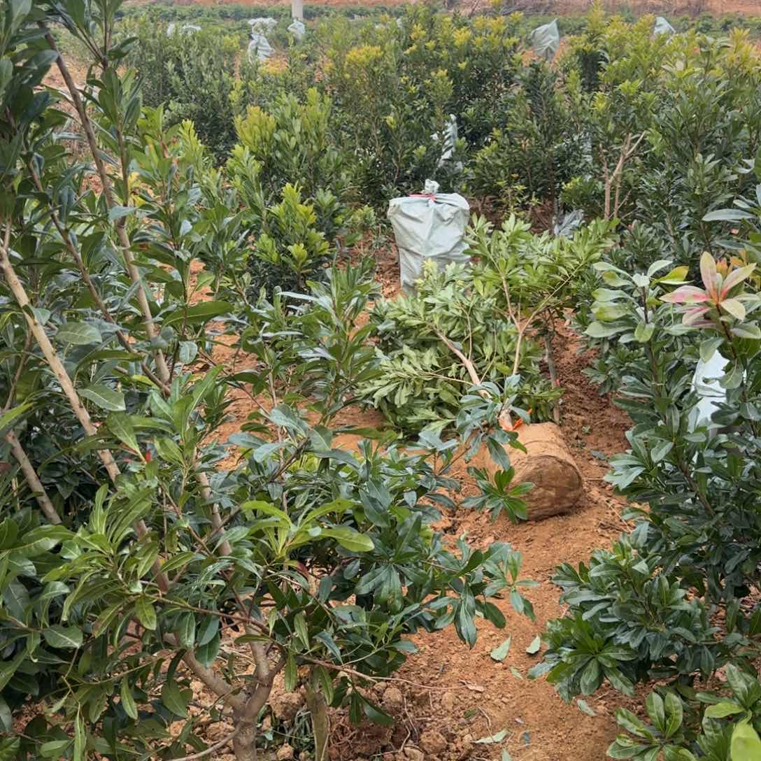 五颗台梅一颗东魁