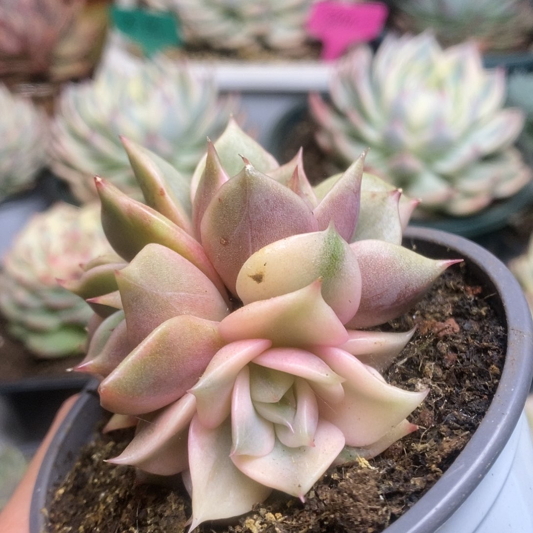 173贝加尔湖锦锦锦锦锦