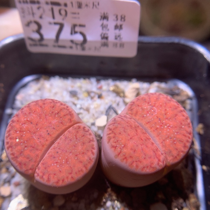 精品生石花219.375