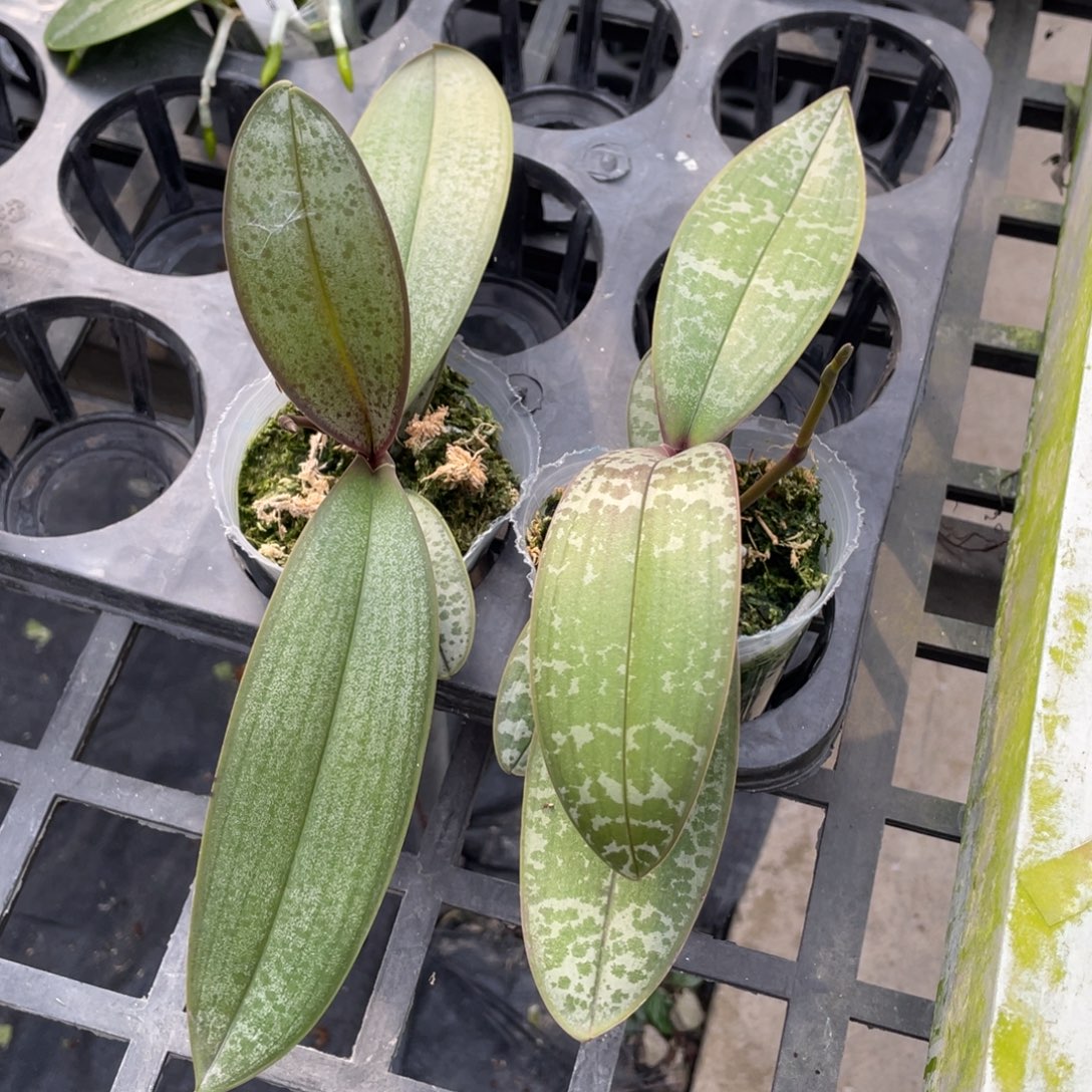 当前无花栽培后可以开花