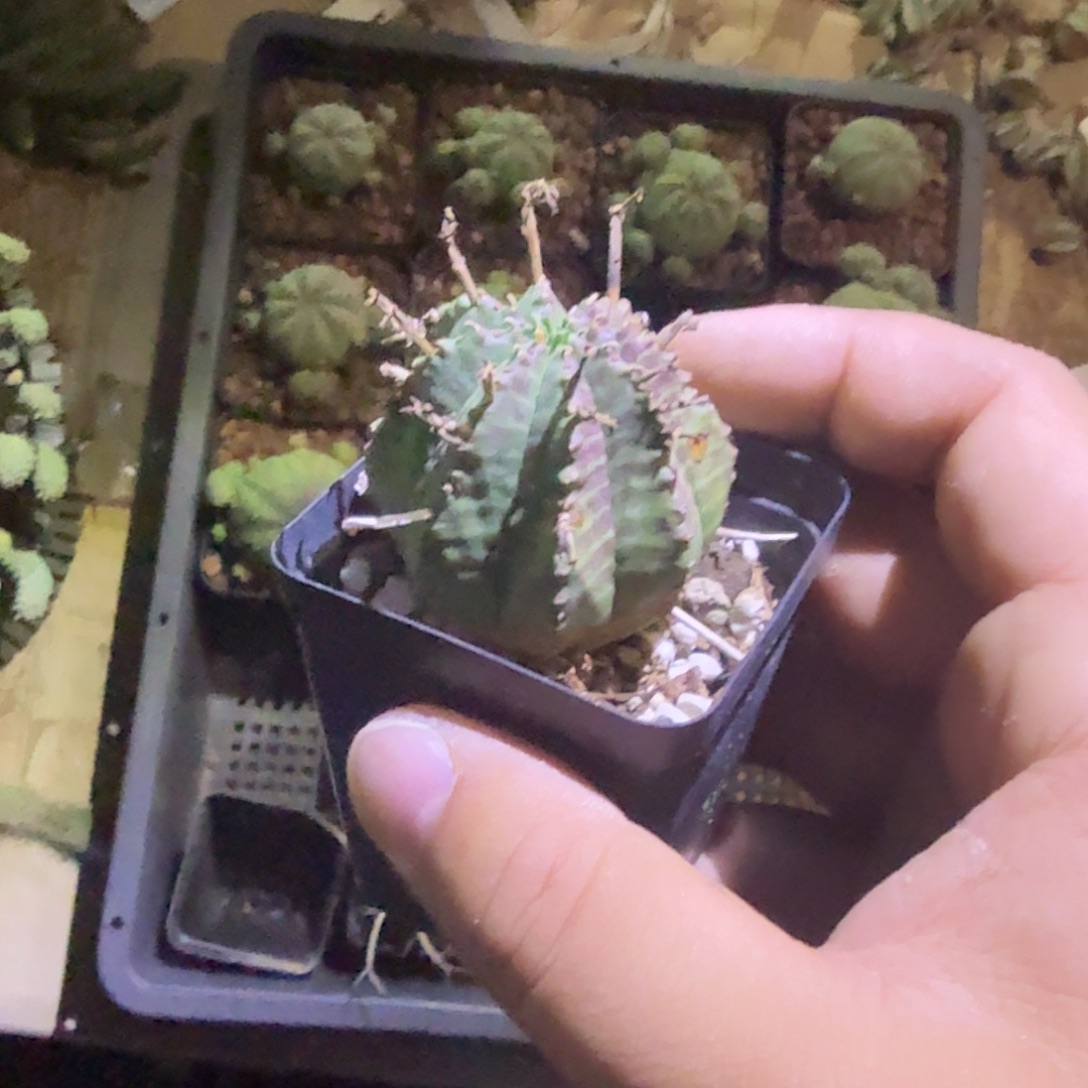 多肉植物多肉植物