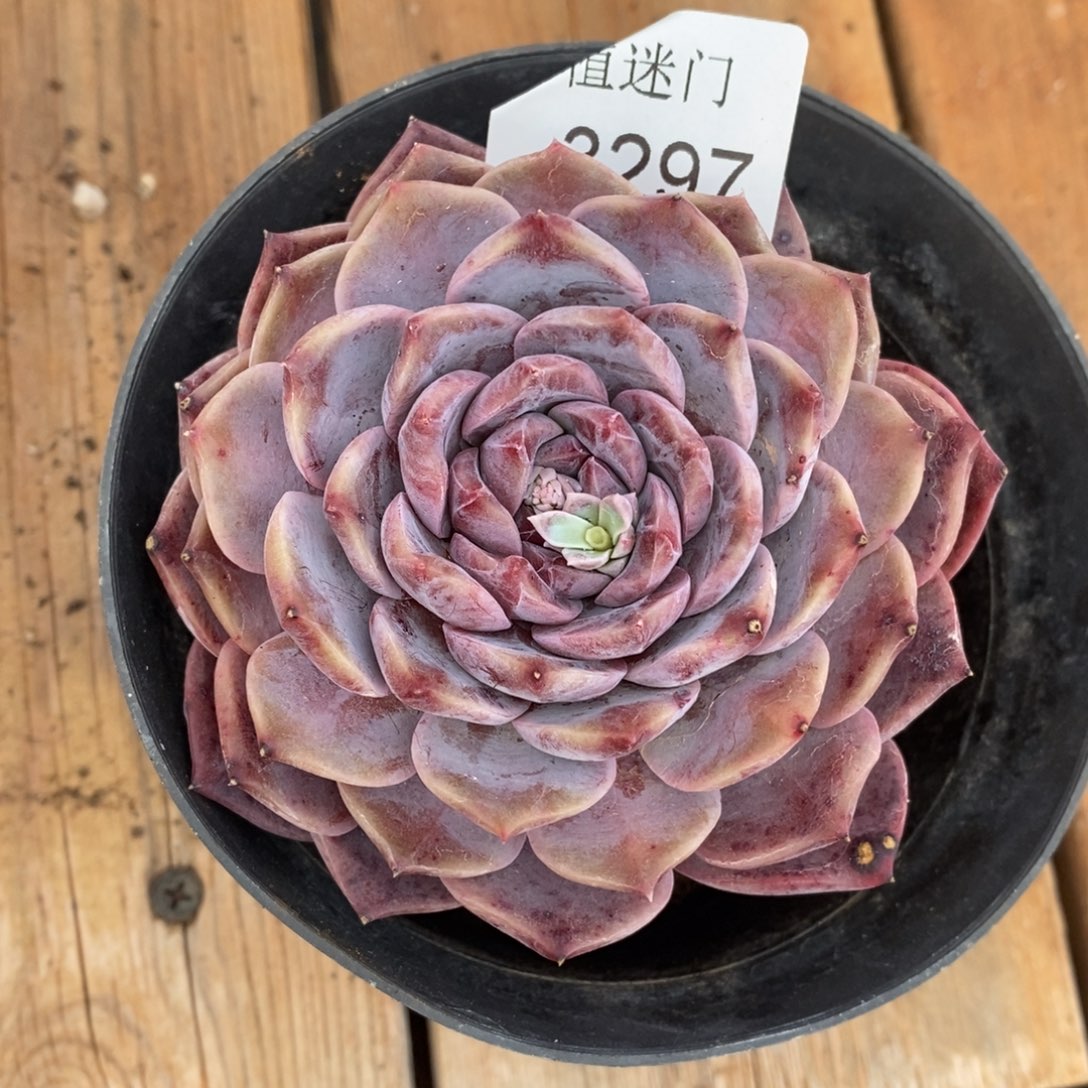 不****调杂交精品多肉3297