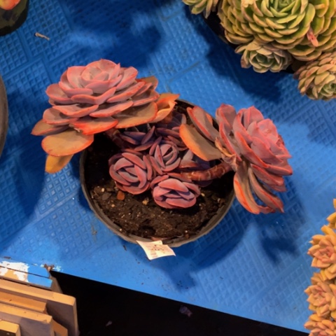 周*5014尘埃玫瑰多肉