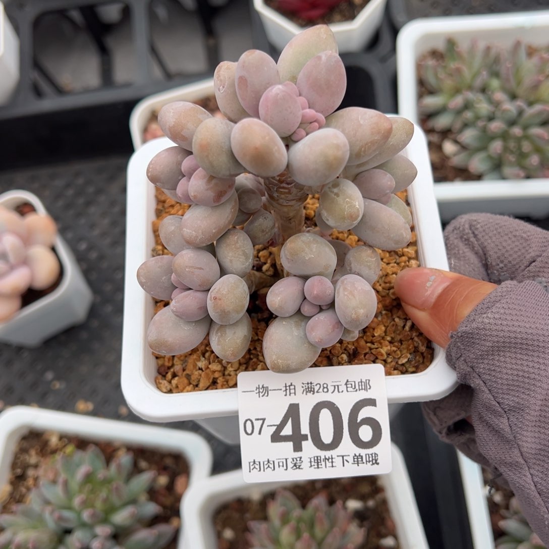 汤圆多肉多肉多肉多肉