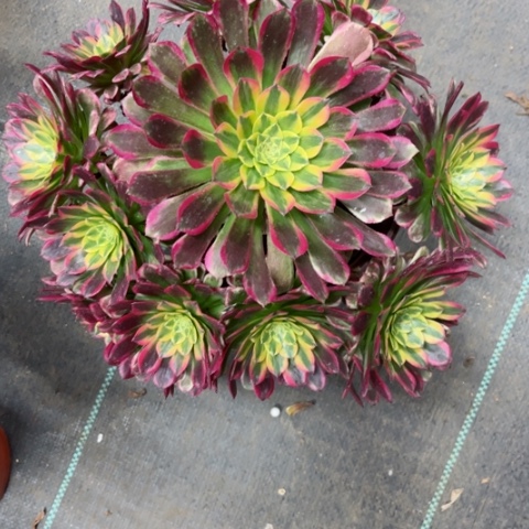 多肉植物朝霞锦。